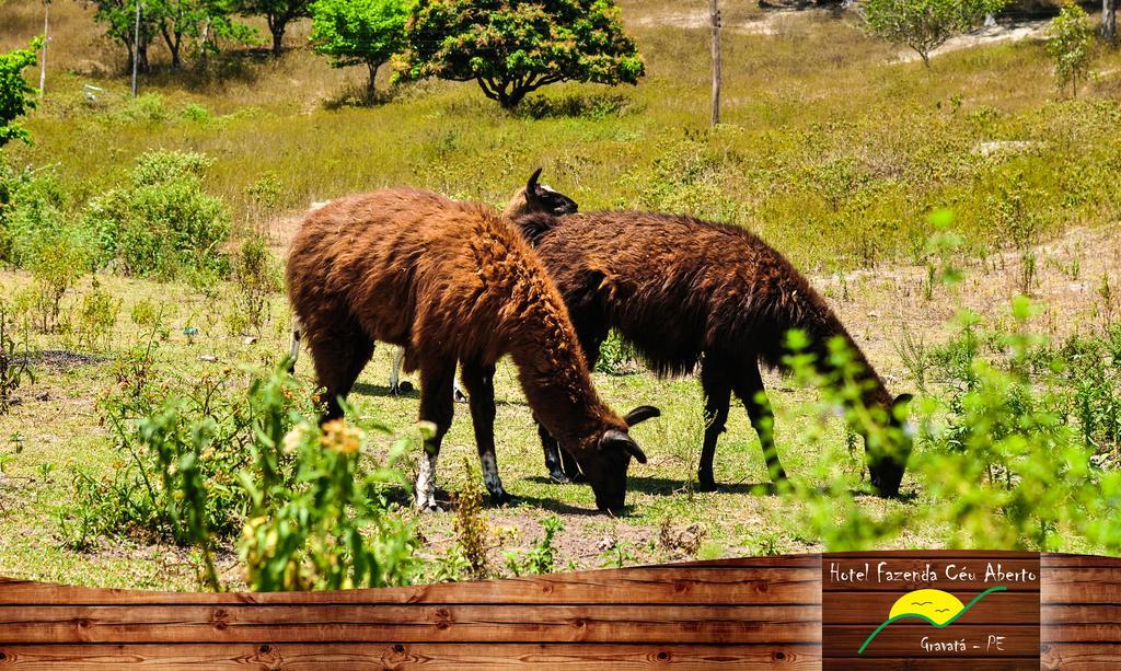 Hotel Fazenda Ceu Aberto Gravatá Exterior foto